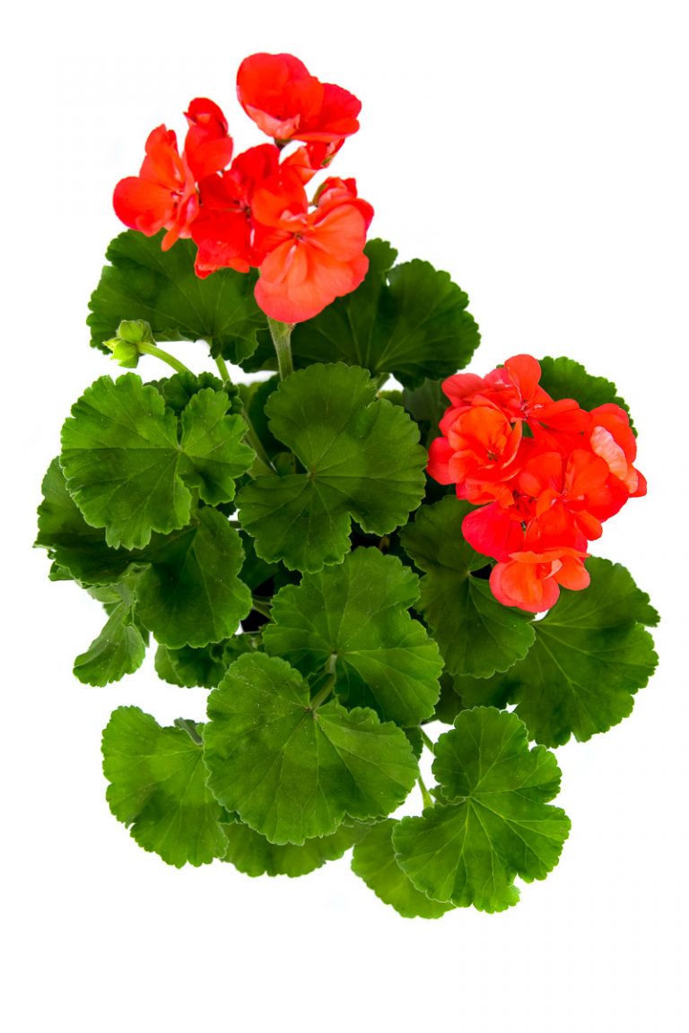Pelargonio (Novio) – Plantas del Tambo