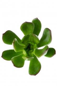 Aeonium Lancerottense Red Bord